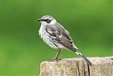 Galapagos Mockingbird